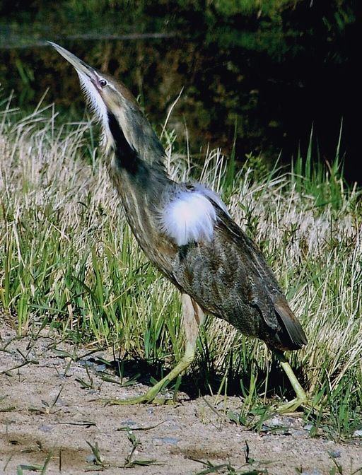 Male American Bittern in breeding plumage by Steve Deger. CC BY 2.0